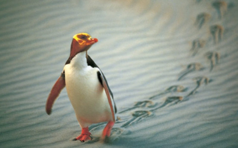 Christchurch wins international animal studies conference