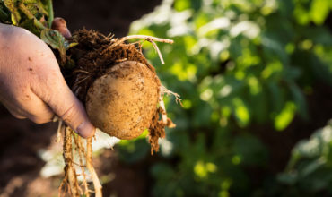 Adelaide to host World Potato Congress