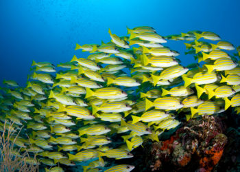 ScubazooImagesMaldives0001