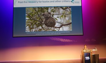 ICC Sydney team partners with Science for Wildlife to conserve koalas