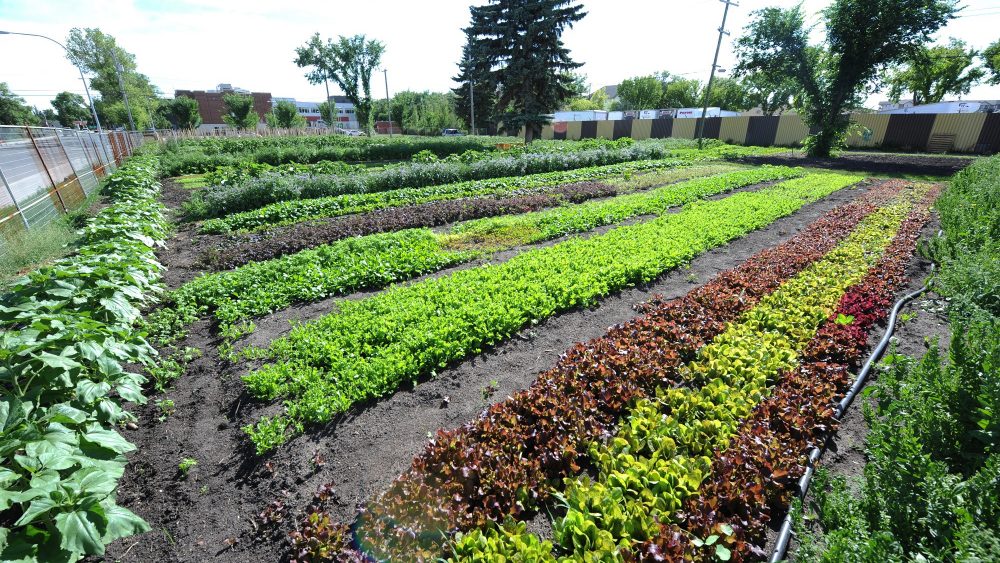 Edmonton_Urban_Farm_Signature_Events