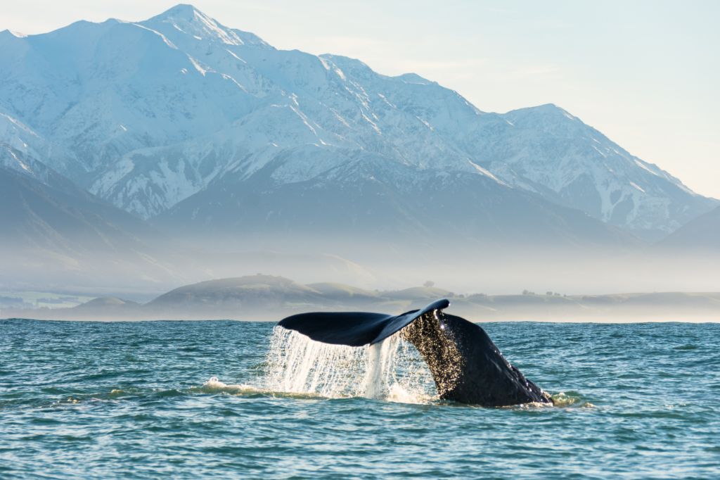 Whales Tail with Whale Watch Kaikoura (1)