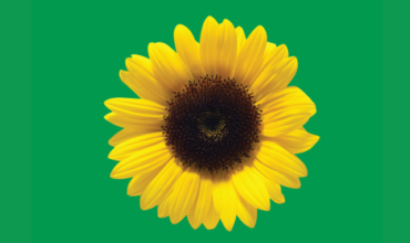 ICC Sydney’s inclusive event services blossom with ‘Sunflower’ programme partnership