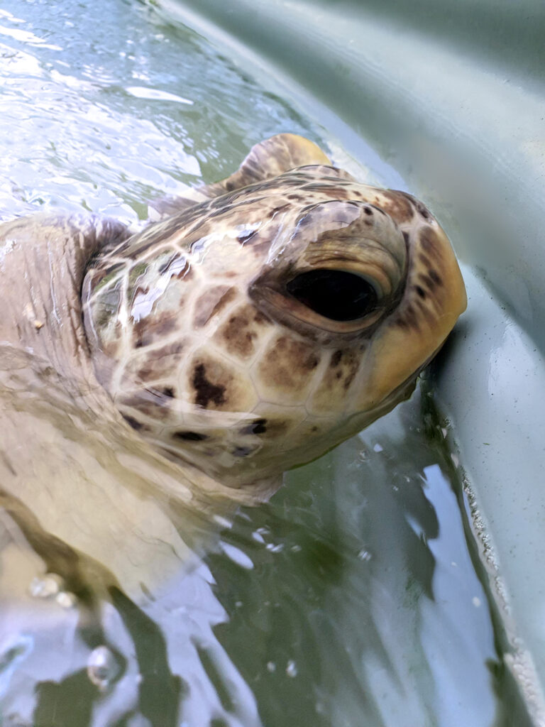 Sharon, the 60-year-old Green Sea Turtle. Image source: Cairns Turtle Rehabilitation Centre