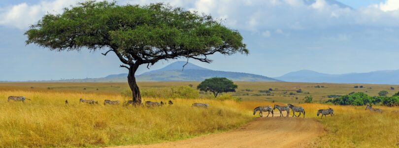 Planting a legacy for a greener future